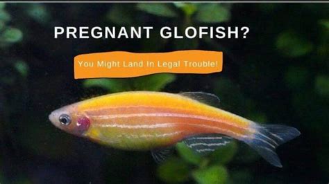 pregnant glofish|pregnant glofish danio.